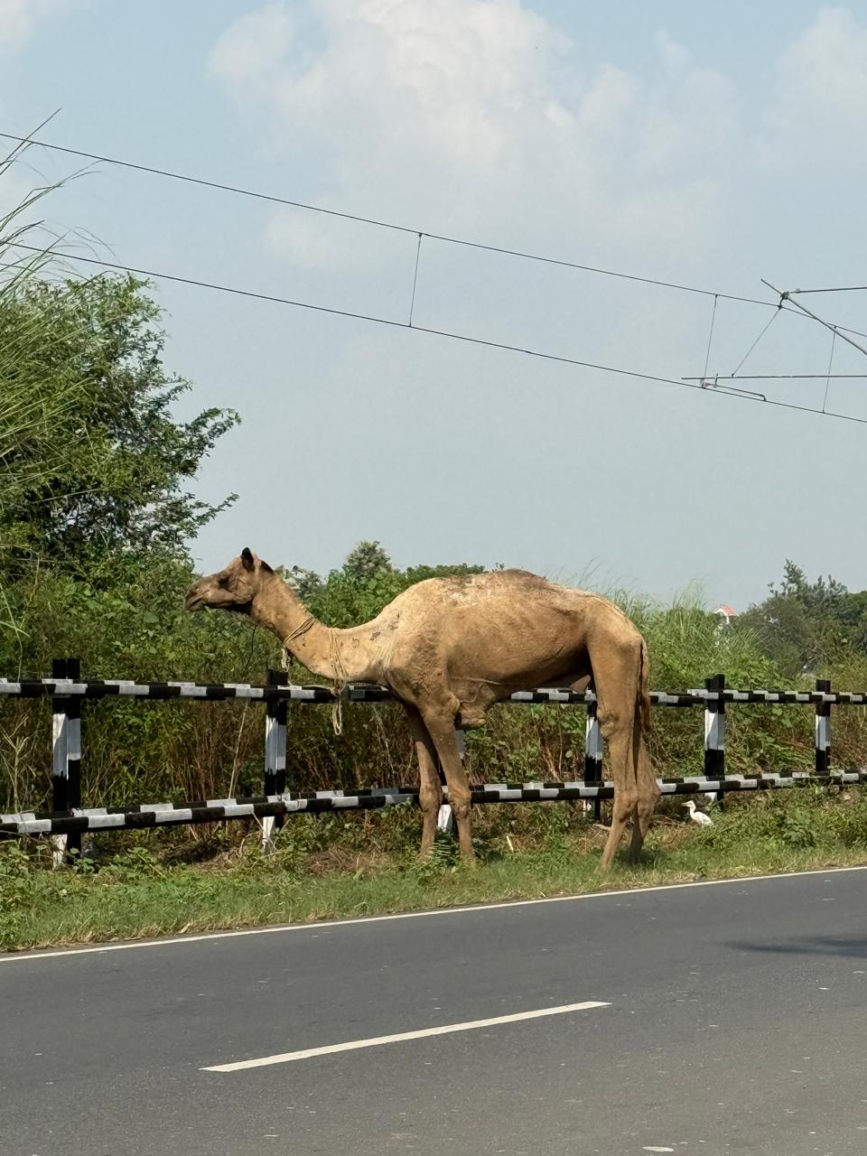 WhatsApp Image 2026-02-17 at 12.07.50